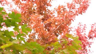 枫树枫叶实拍视频叶子秋天